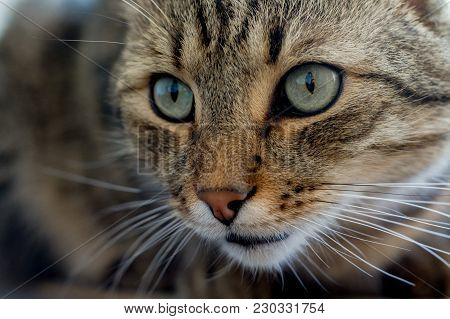 A Tabby Cat With Big Eyes Looking Away