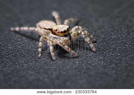 Jumping Spider - Mariposa Muscosa