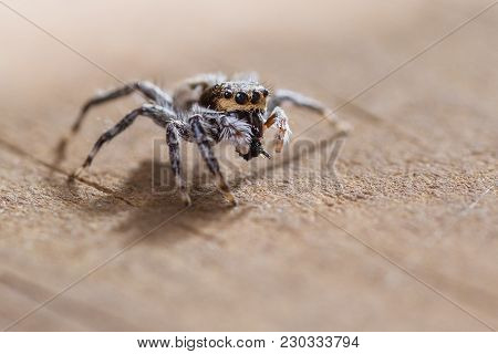 Jumping Spider - Mariposa Muscosa