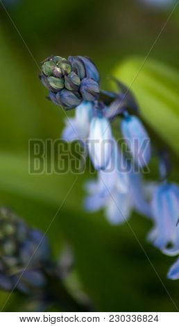 Spring Bluebells In A Wood Just About To Burst Into Flower