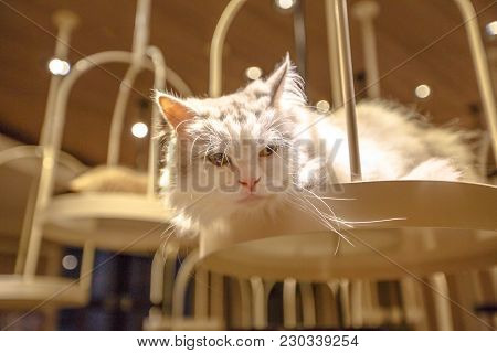 Turkish Angora Cat, Long Fur Breed Of Domestic Cat Of White Color.