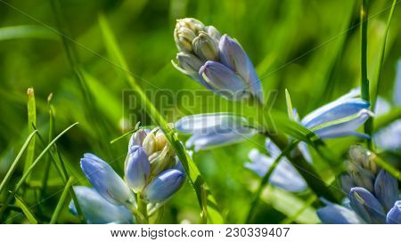Spring Bluebells In A Wood Just About To Burst Into Flower
