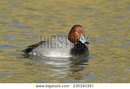 Redhead Duck - Aythya Americana
Male On Water