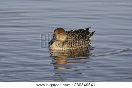 Northern Pintail - Anas Acuta, Female Duck On Water