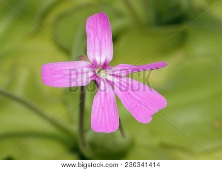 Pinguicula Moranensis - A Species Of Butterwort, Rosette-forming Insectivorous Herb Native To Mexico