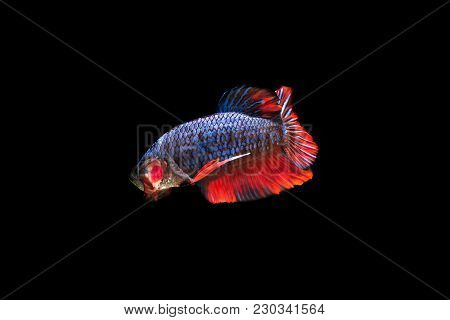 Blue Fancy Short Tail Siam Betta Fighting Fish With Water Shadow Reflect On Black Background