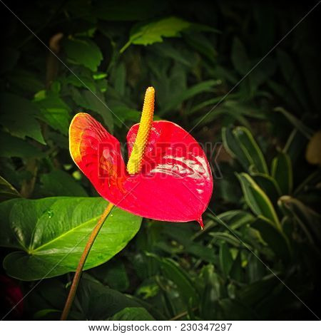 Anthurium Andraeanum - Beautiful Red Flower With Yellow Spadix