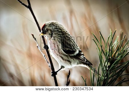 Common Redpoll Bird Perched On Birch Stump Facing Left. Soft Background.