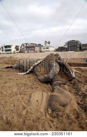 Dead Humpback Whale 
