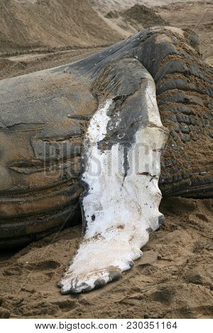 Dead Humpback Whale 