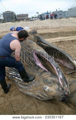 Dead Humpback Whale 