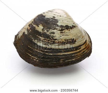 hokkigai (sakhalin surf clam) , japanese bivalve isolated on white backgrouned