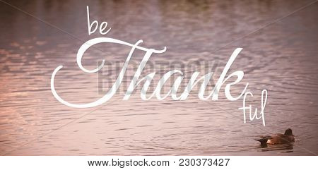 Digital image of happy thanksgiving day text greeting against mallard duck swimming in lake
