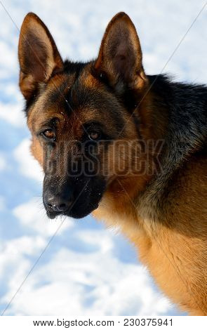 Dog German Shepherd In A Park In A Winter Day