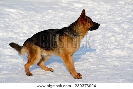 Dog German Shepherd In A Park In A Winter Day