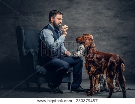 Portrait Of Stylish Bearded Male Sits On A Chair And His Two Irish Setter Dogs.