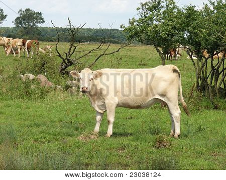Krávy pasoucí se na zelené v létě