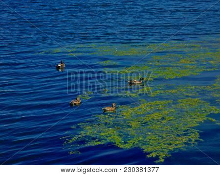 Ducks Swimming With Green Pond Weed- Canada