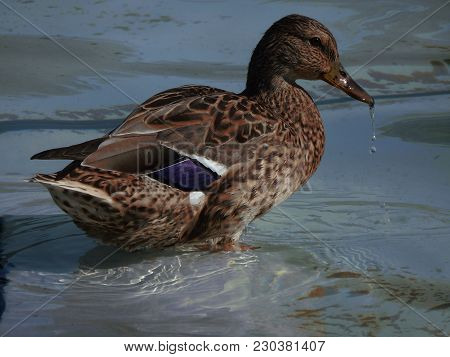 Duck With Water Dripping From Its Beak