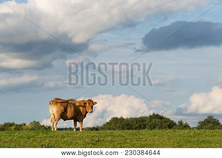 Blonde D’aquitaine Beef Cow On A Meadow Watching