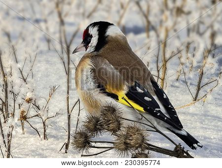 Bright Bird Goldfinch (carduelis Carduelis) With Multicolored Plumage Sits On Snow Among Dry Bushes 