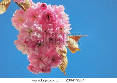 Selective Focus Close-up Photography. Beautiful Cherry Blossom Sakura In Spring Time Over Blue Sky.