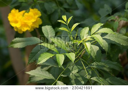 Close Up Of Green Leaf Of Yellow Elder Flower