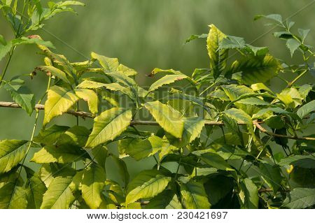 Close Up Of Green Leaf Of Yellow Elder Flower