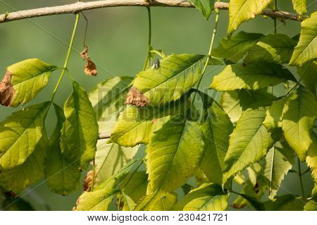 Close Up Of Green Leaf Of Yellow Elder Flower