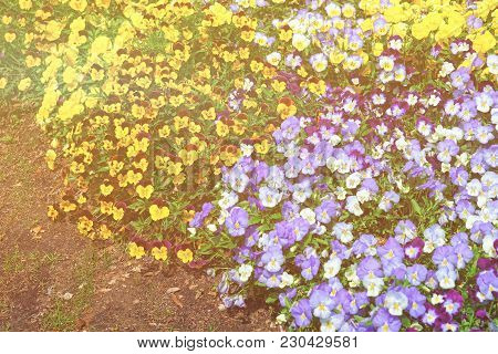 Bright And Colorful Pansies Located In Washington D.c., The United States Of America. Flowerbeds Are