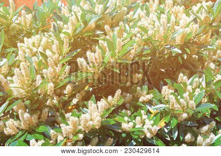 White Itea Which Is Usually Called Little Henry Or Sweetspire Was Photographed In The George Washing