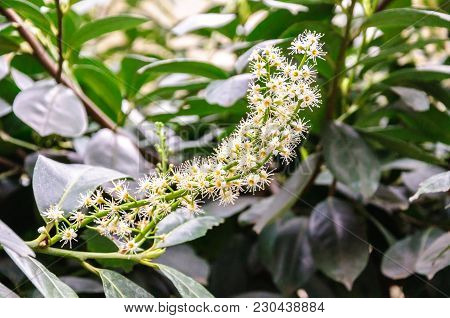 Branch Of Bay Laurel In Bloom In Spring.