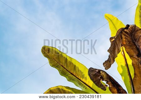 Selective Focus And Closed Up Image Of Bird Nest Fern (asplenium Nidus) Over Blue Sky Background
