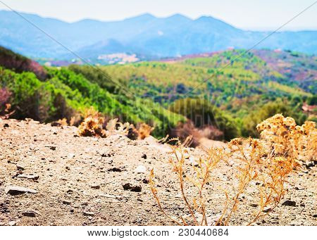 Landscape With Plants In Teulada, Cagliari Province, Sardinia, Italy