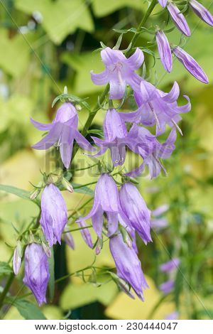 Blue Flowers In A Green Summer Garden