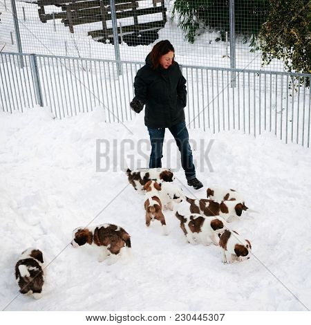 Martigny, Switzerland - January 1, 2015: Saint Bernard Puppies In Breeding Kennel Martigny, Switzerl