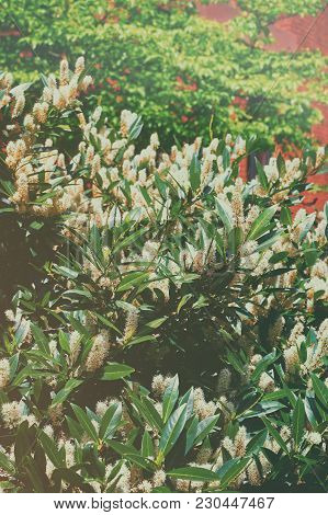 Bush With The Bright White Flowers Called Itea Little Henry Or The Sweetspire. The Photo Was Taken I