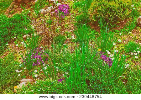 Early Spring Flowers Blooming At Traku Voke Public Park In Vilnius, In Lithuania.