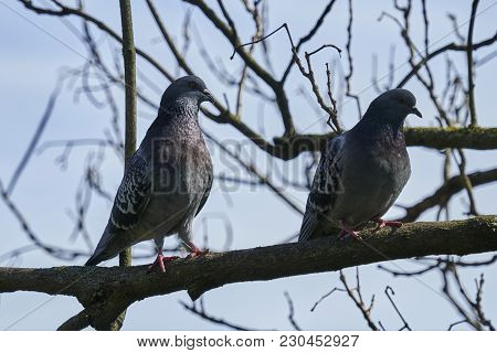 Two Pigeons Resting On Tree At Park