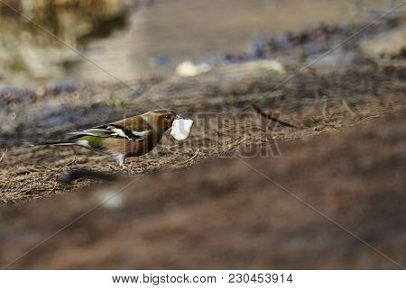 Finch Fringilla Coelebs Bird