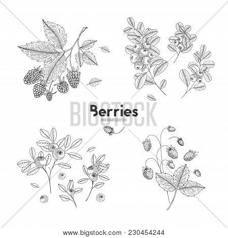 Vector Hand Drawn Set Of Berries. Bluberry, Raspberry, Cranberry, Wild Strawberry. Engraved Style Ve
