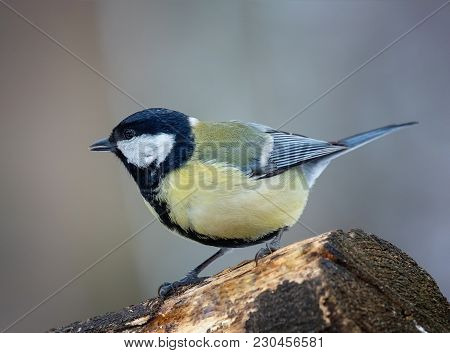Garden Bird Great Tit (parus Major). Sitting On A Branch. Natural Background