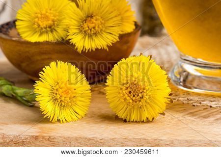 Fresh Coltsfoot (tussilago Farfara) Flowers With Coltsfoot Tea On A Table