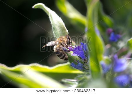 The Bee Collects Nectar From Echium Vulgare, Viper's Bugloss, Blueweed. Collect Pollen In The Meadow