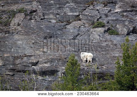 A Mountain Goat Billy Pauses On A Ledge