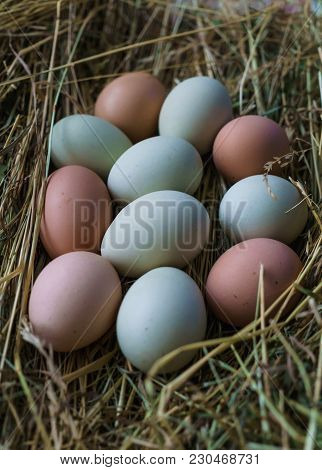 Fresh Rustic White-blue And Brown Chicken Eggs Of Araucan Chickens.