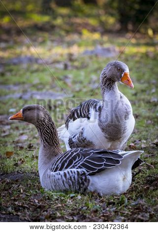 A Pair Of Gray-lag Geese On A Grassland
