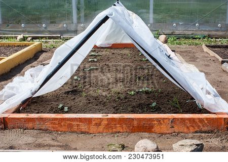 Seedlings Of Cucumbers Planted On A Bed And Covered With A Cloth