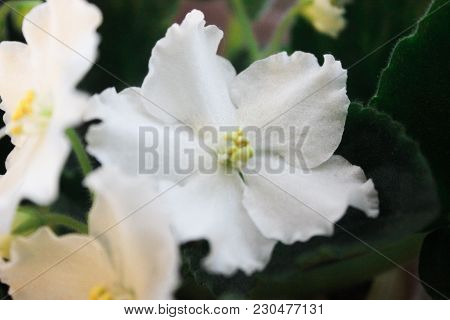 Shote Of Closeup Beautiful White Saintpaulia Flowers With Wavy Edges. Botanical Closeup Of Tender Wh
