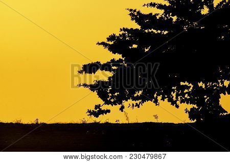 Silhouette Of A Tree Near A Beach During Sunrise For Travel And Romantic Feeeling